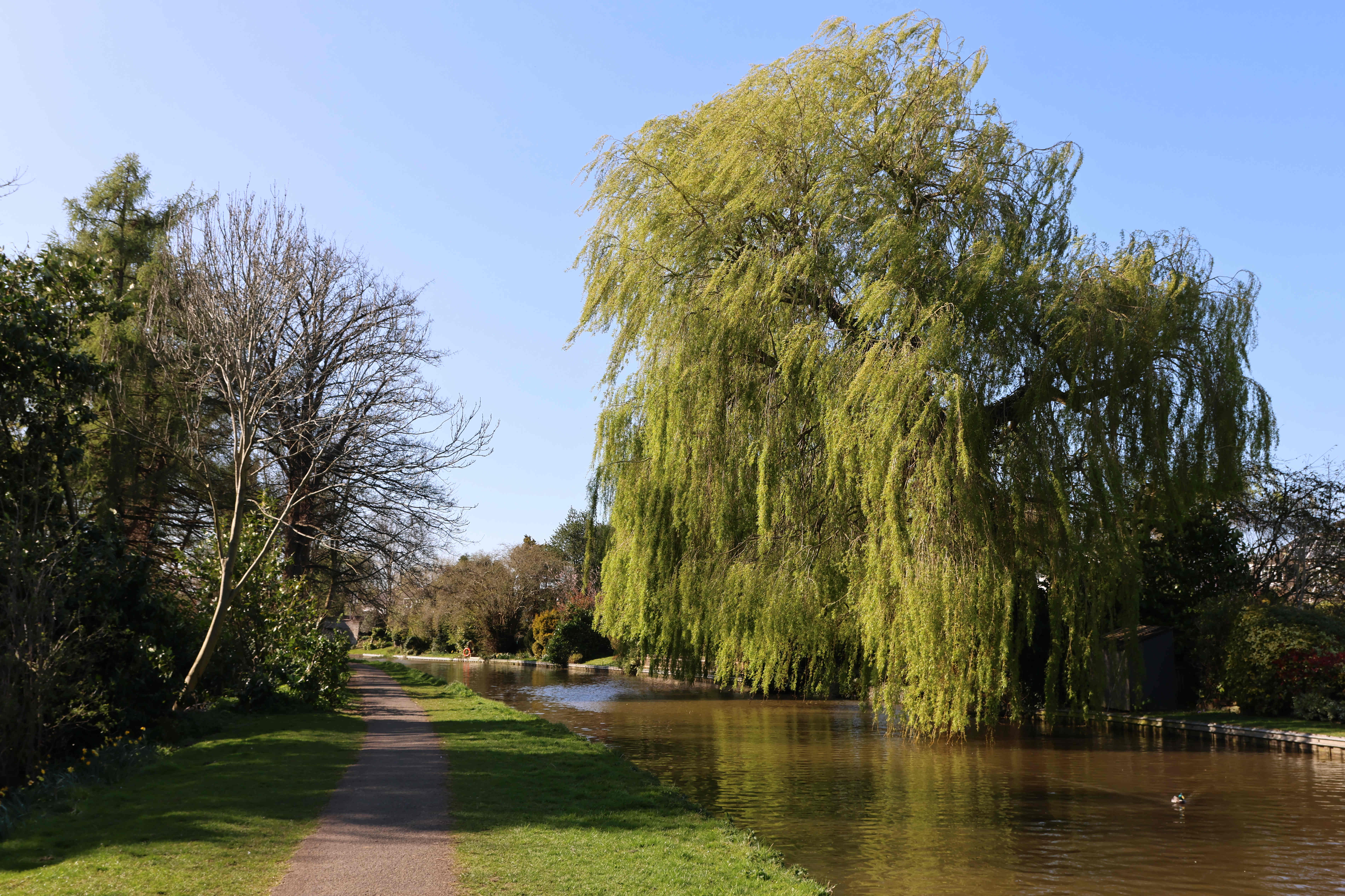 V11 View towards Rowton Bridge from Skips Lane Gardens
