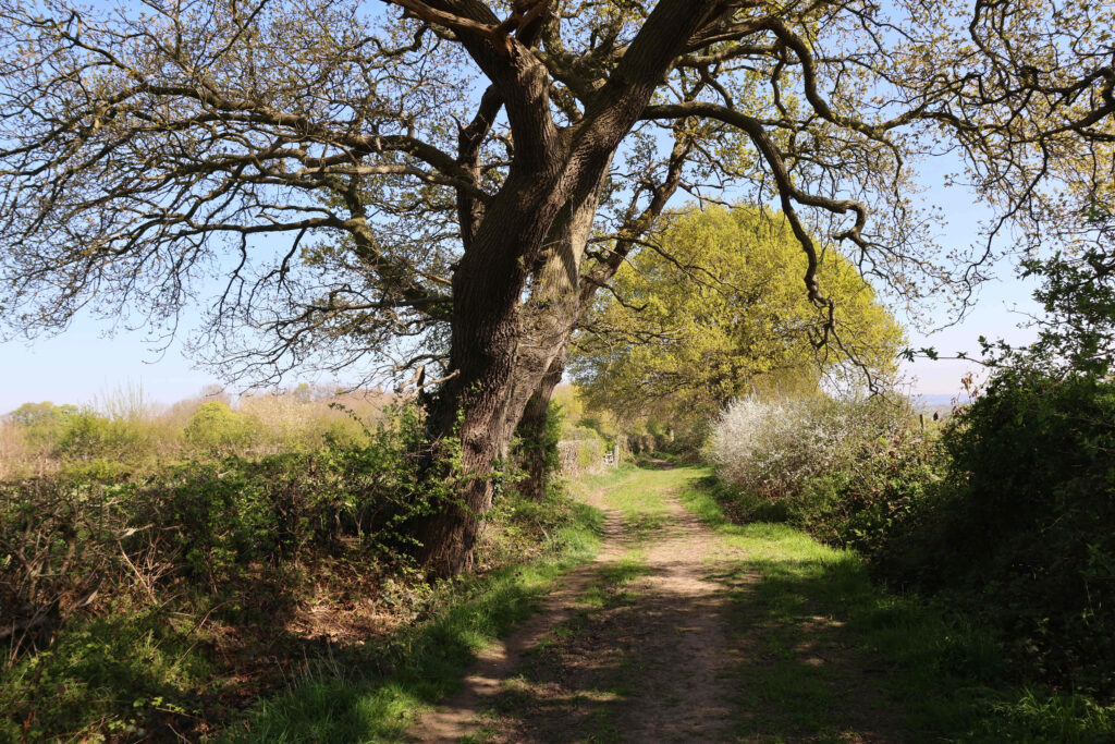 V30 Fir Tree Lane